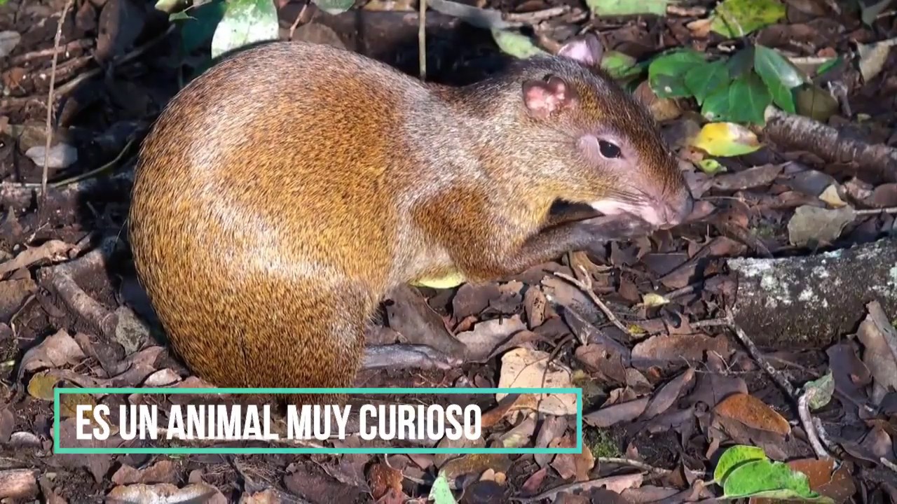 Las 5 especies de ROEDORES más RARAS del mundo  - Mundo Animal