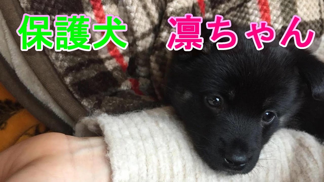 保護犬カワイイよん💖 #保護犬 #里親
