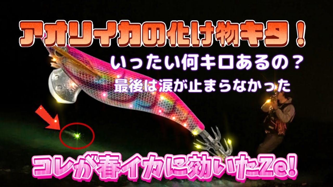 春のエギングで化け物登場！いったい何キロあるの！？今回のアオリイカはこの方法が攻略のカギでした！