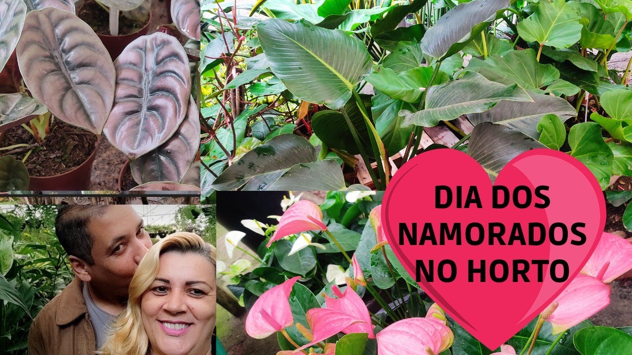Dia dos namorados no horto - melhor lugar para quem quer ganhar plantas de presente - fiz um tour -