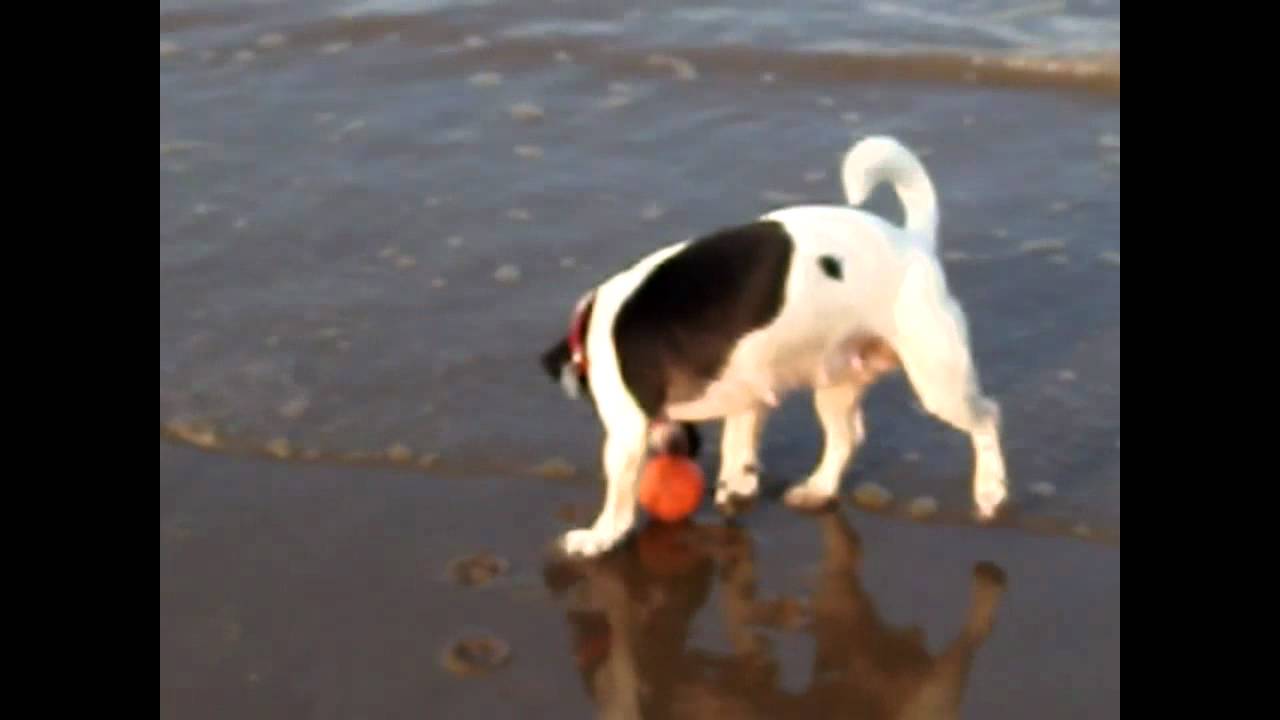 Mollydog At The Beach