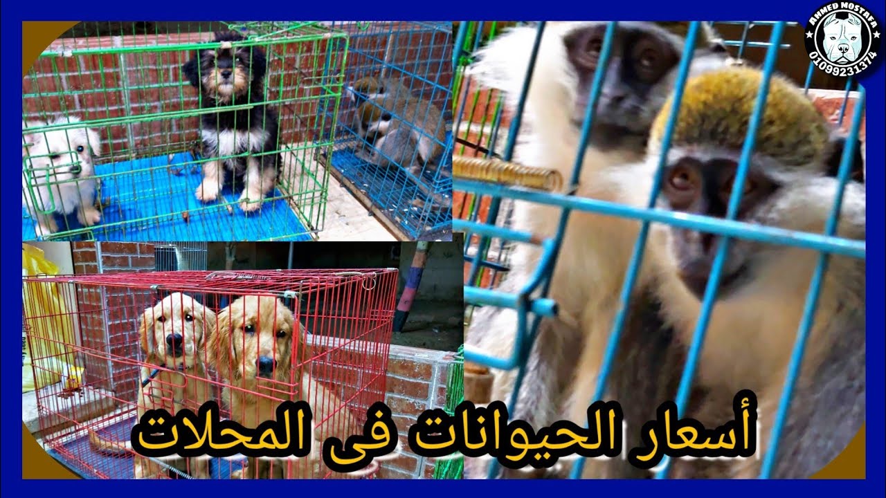 أسعار الكلاب و القطط و الطيور و الأسماك فى محلات الحيوانات
