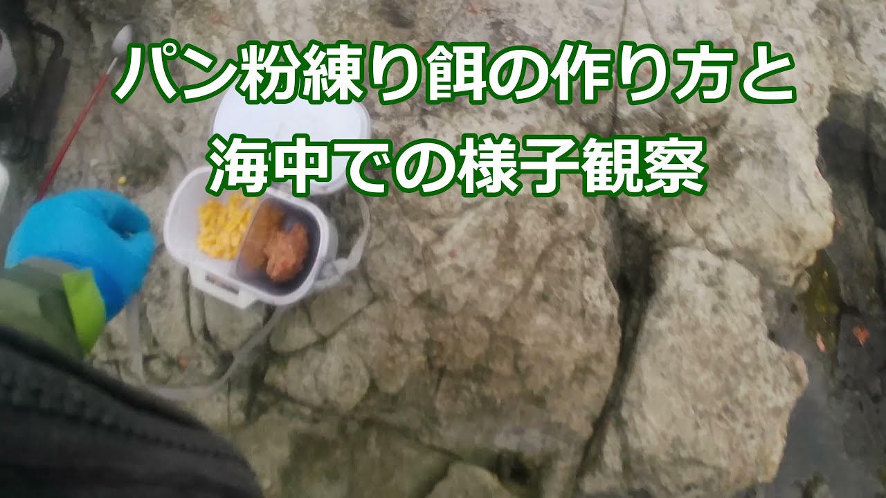 20241026パン粉練り餌の作り方と海中での様子観察