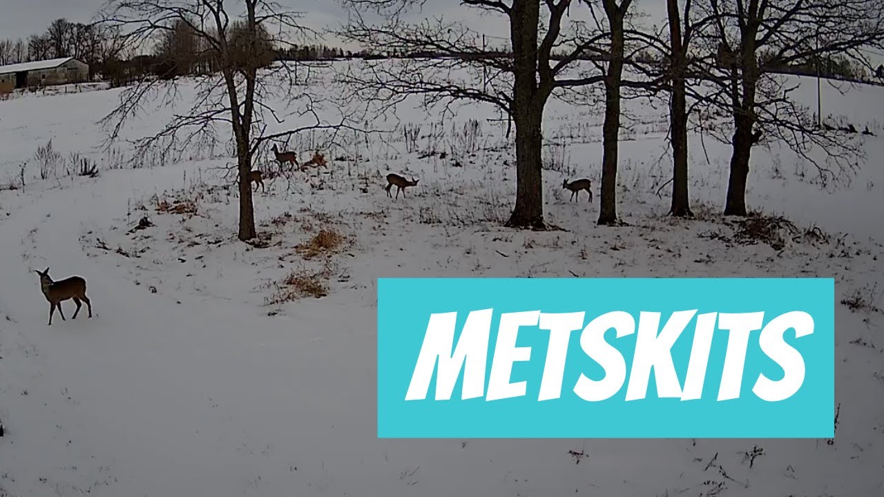 Metskits (Capreolus capreolus; Roe deer)