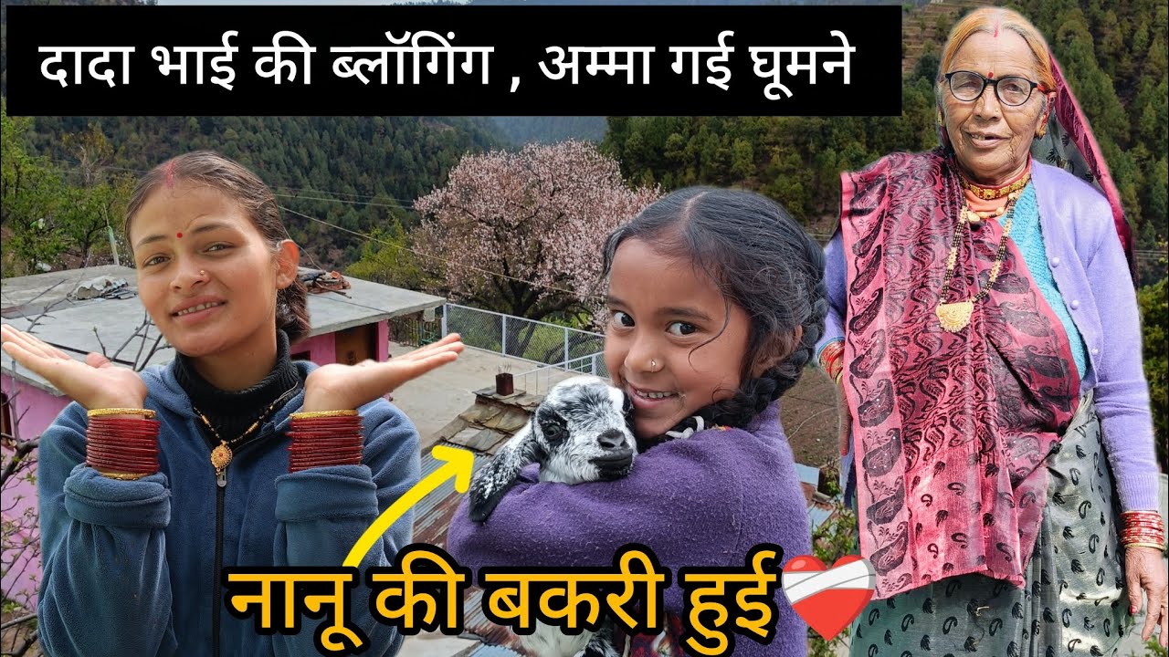 दादा भाई की ब्लॉगिंग , अम्मा गई घूमने, नानू की बकरी हुई❤️‍🩹 || बूबू जी बातों पर गौर करे pooja pahadi