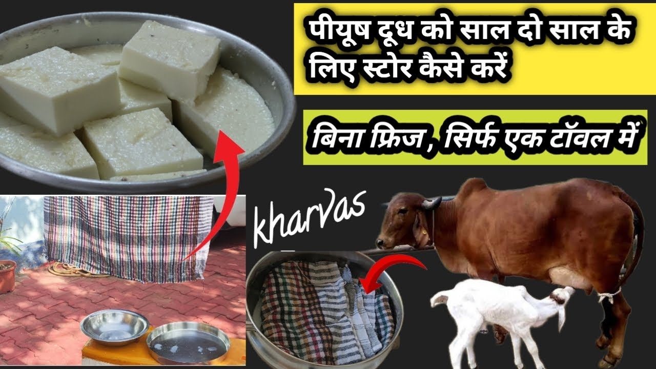 पीयूष दूध | पीयूष दूध को साल, दो साल के लिए स्टोर करने का देशी तरीका | kharvas | chik kharvas| खरवस 