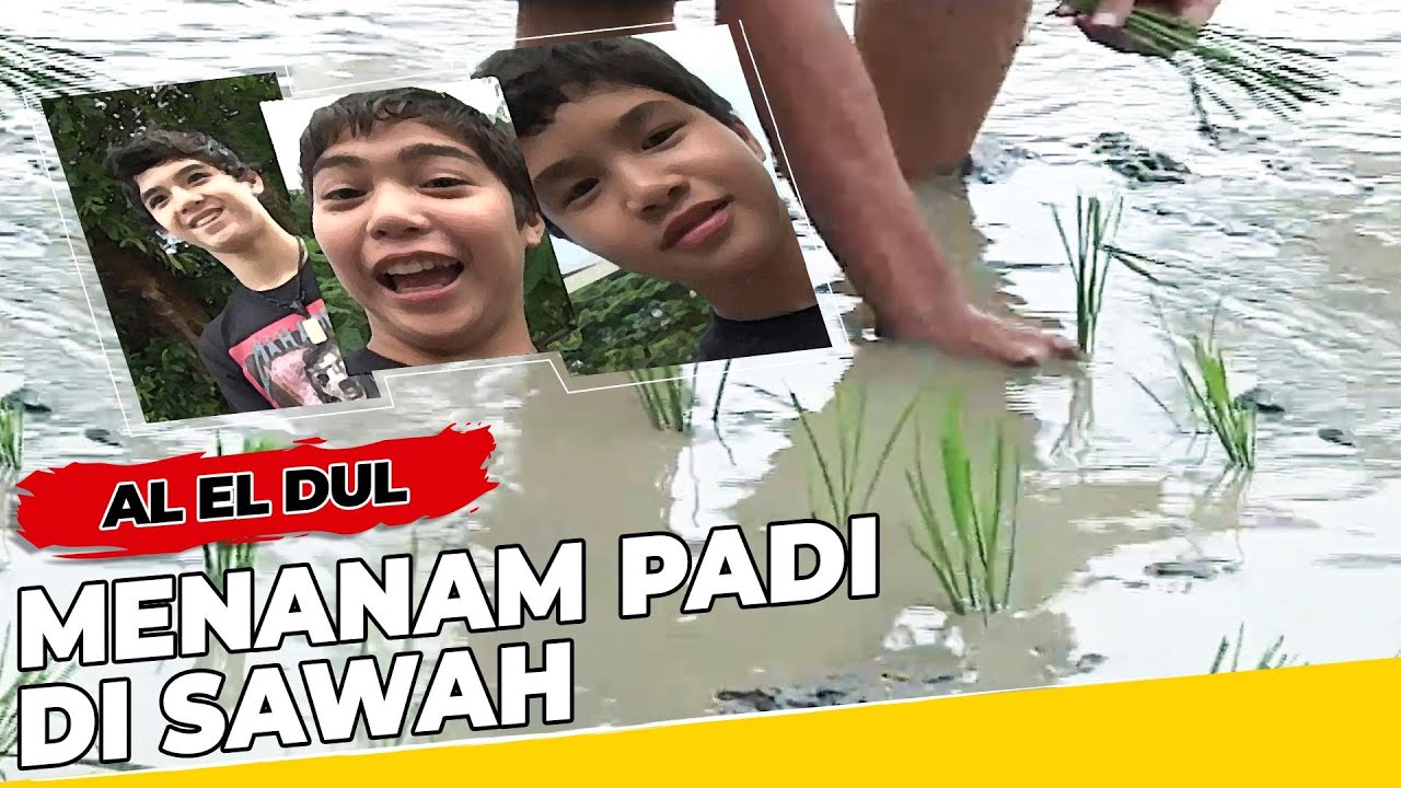 MANTAP! AL EL DUL MENANAM PADI DI SAWAH - Al El Dul
