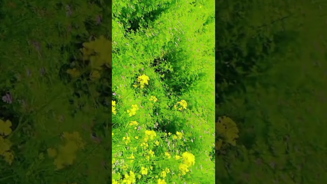 Quran Recitation Best voice , Mustard plants , Flowers , best scene .Subhan Allah