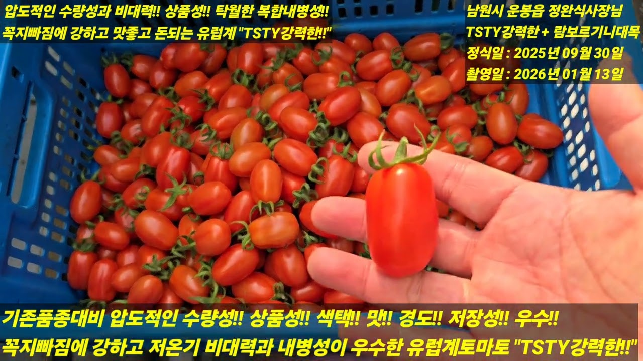 [TSTY강력한] 압도적인 수량성과 비대력! 상품성! 복합내병성! 재배안정성! 2026년 빅히트예감 