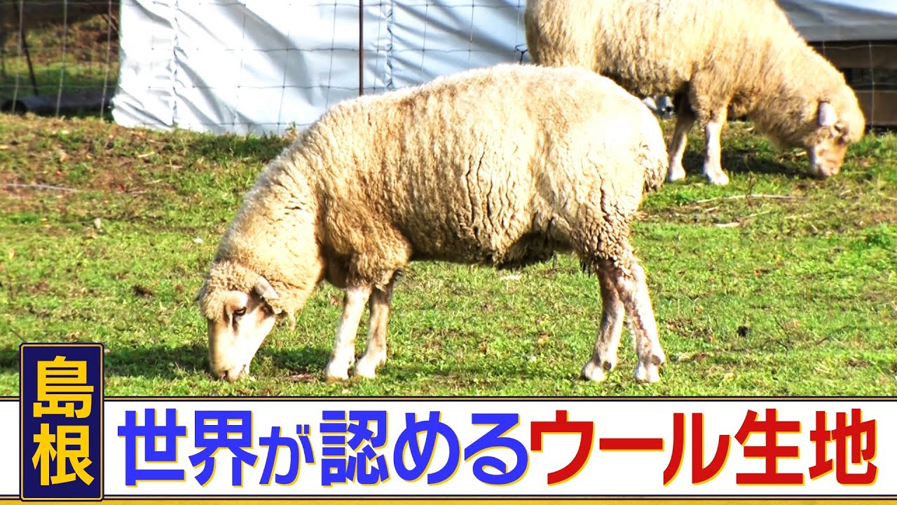 世界的展示会で絶賛！？　ヒツジ愛が強すぎる羊毛作家笠木さんが生んだ奇跡のウール生地の誕生秘話に迫る　苦難の連続でも諦めない救世主の挑戦とは？