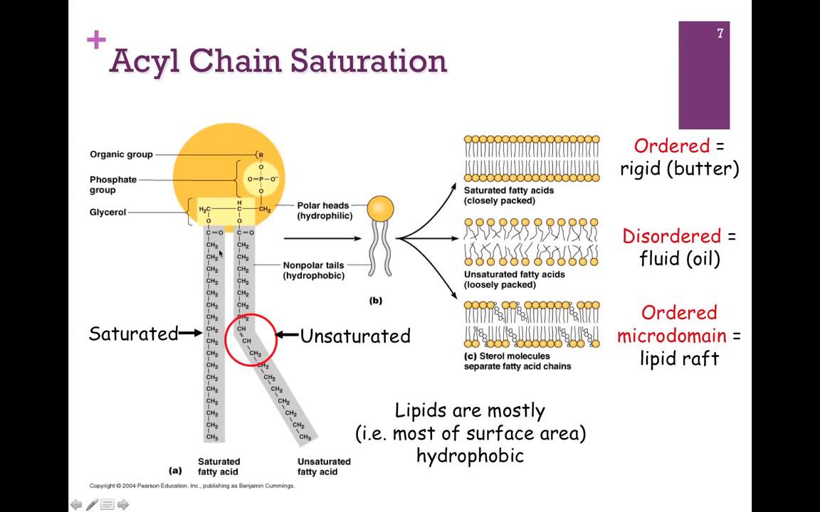 052-Types of Lipids