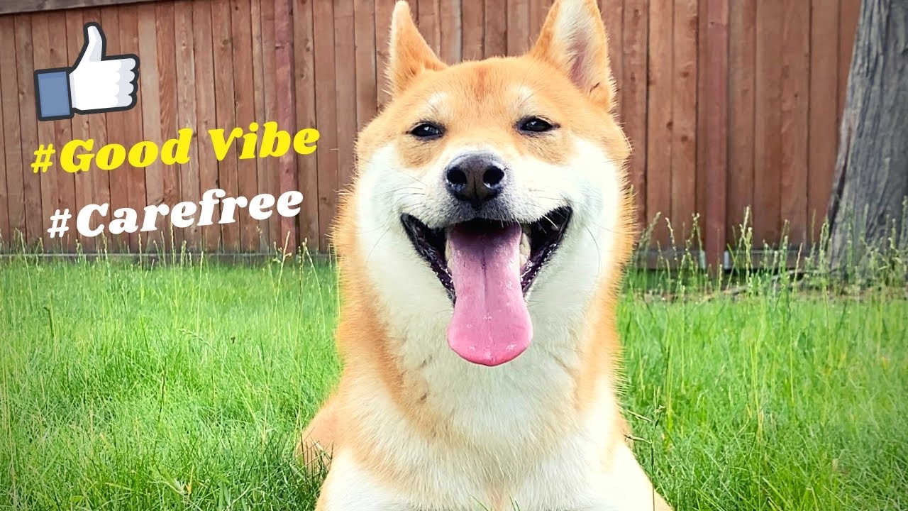What Carefree Looks Like In a Dog | Super Shiba