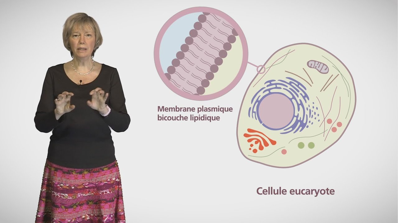 MOOC c&ocirc;t&eacute; cours : Compartiments et trafic &agrave; l'int&eacute;rieur de la cellule