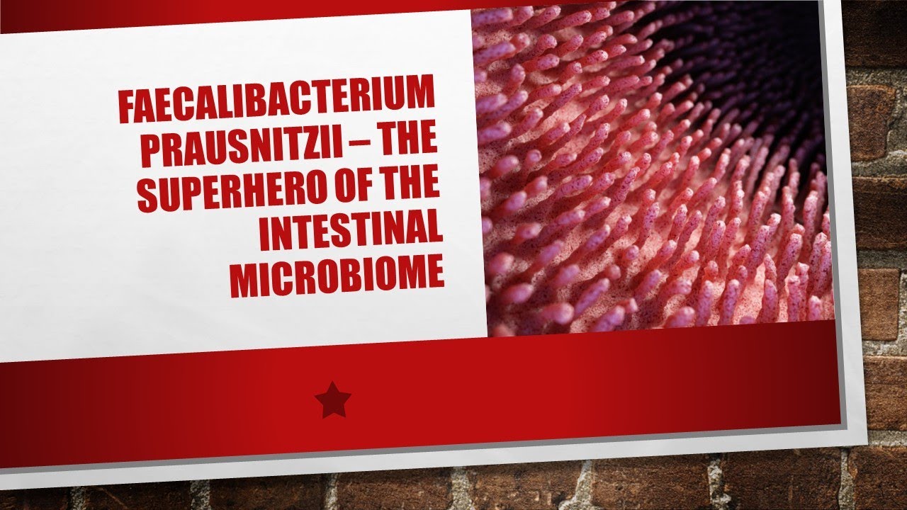 Faecalibacterium prausnitzii: невоспетый супергерой кишечника