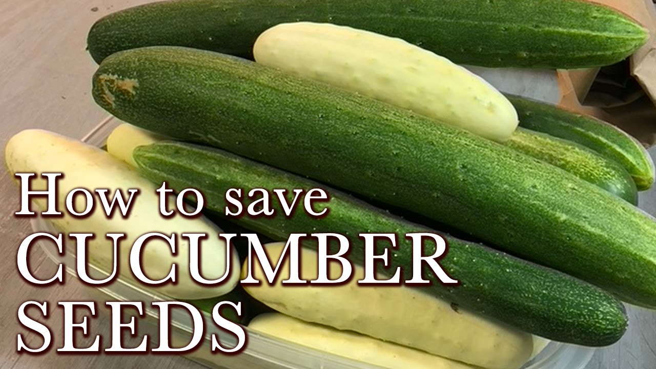 How to Save Cucumber Seeds - Easy Vegetable Seeds to Collect for the Beginning Seeds Saver