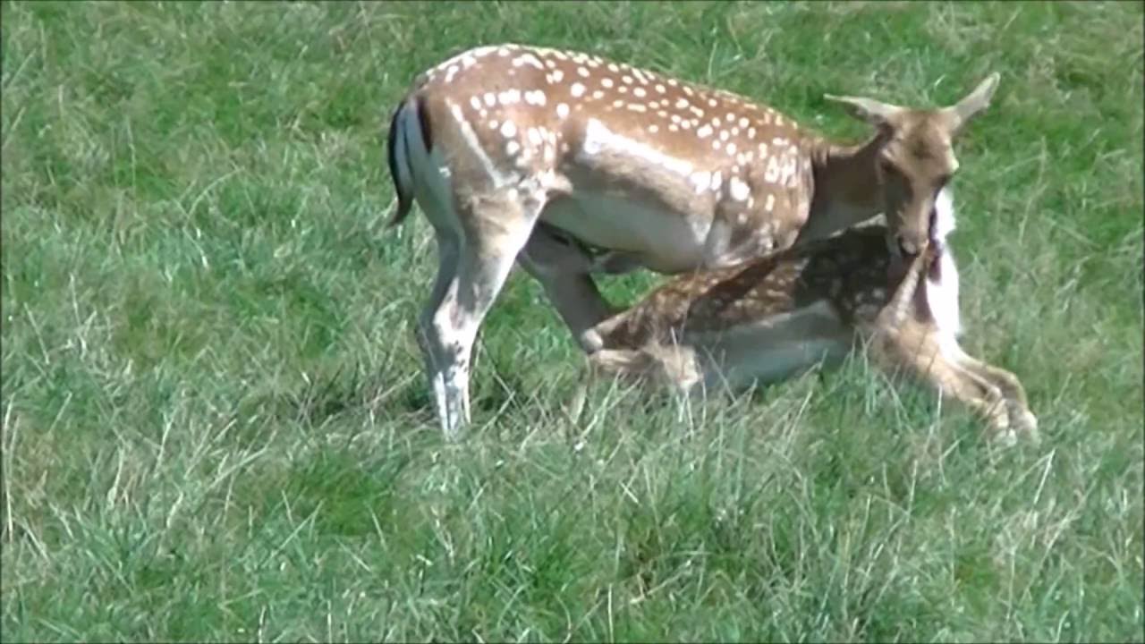 JVC GZ-R415 Video (Wildpark Langenberg 28.08.2016)