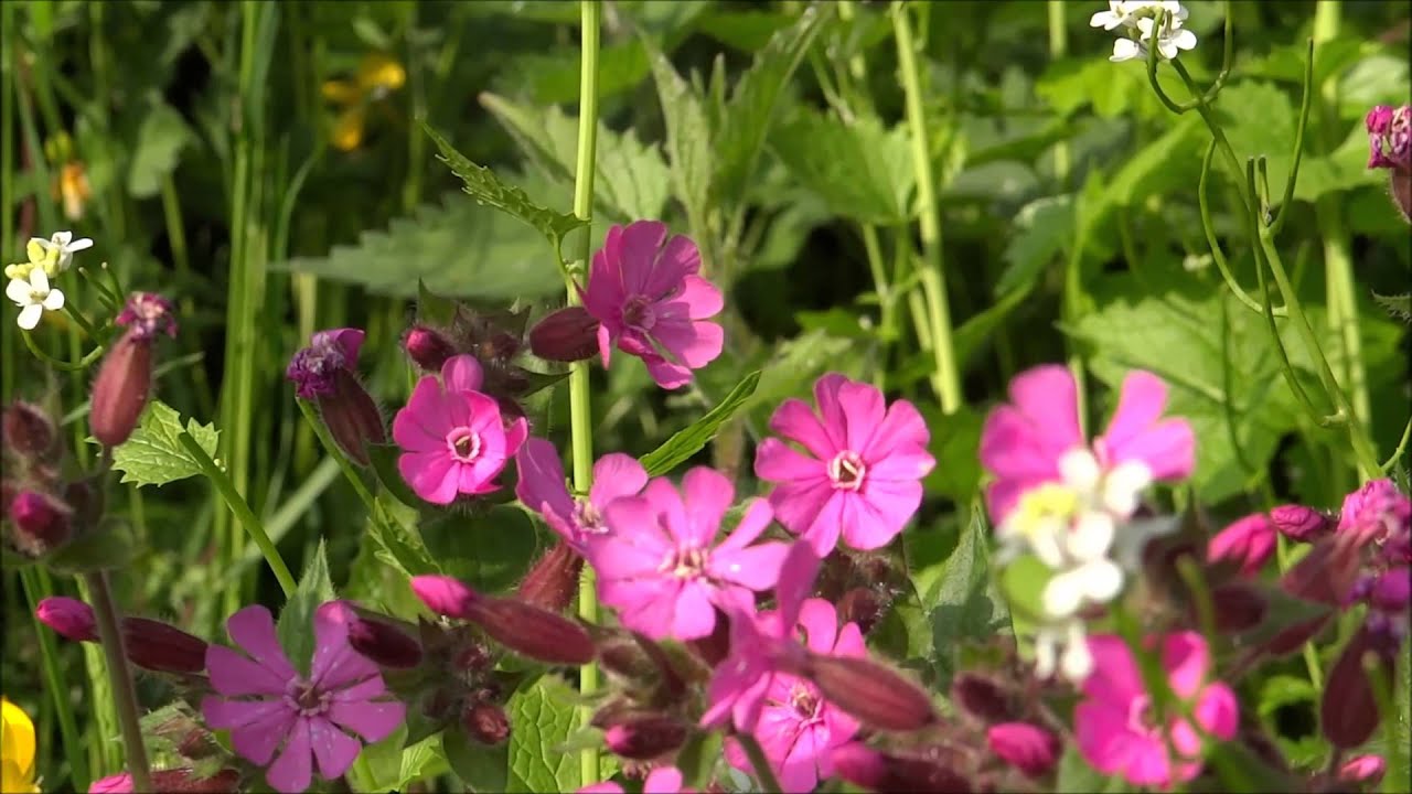 Red campion (Silene dioica, syn. Melandrium rubrum) - 2013-05-19