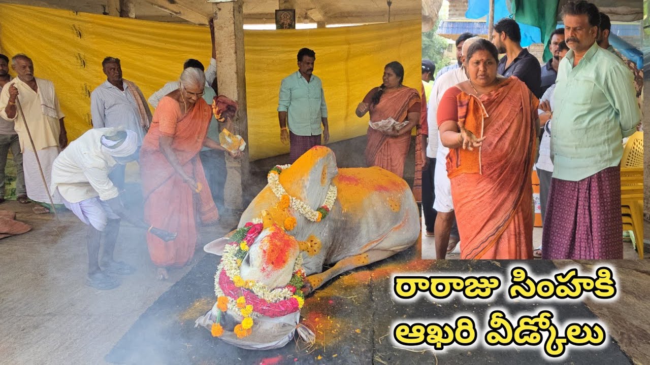 ఒకే సంవత్సరం బంగారం లాంటి మూడు ఎద్దులను కోల్పోతే ఆ బాధ ఎలా ఉంటుందో దేవుడికె తెలుసు