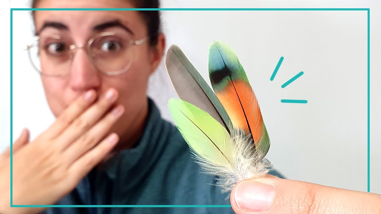 ¿Es normal que mi lorito pierda plumas? 🤔 ~ hablemos de la MUDA