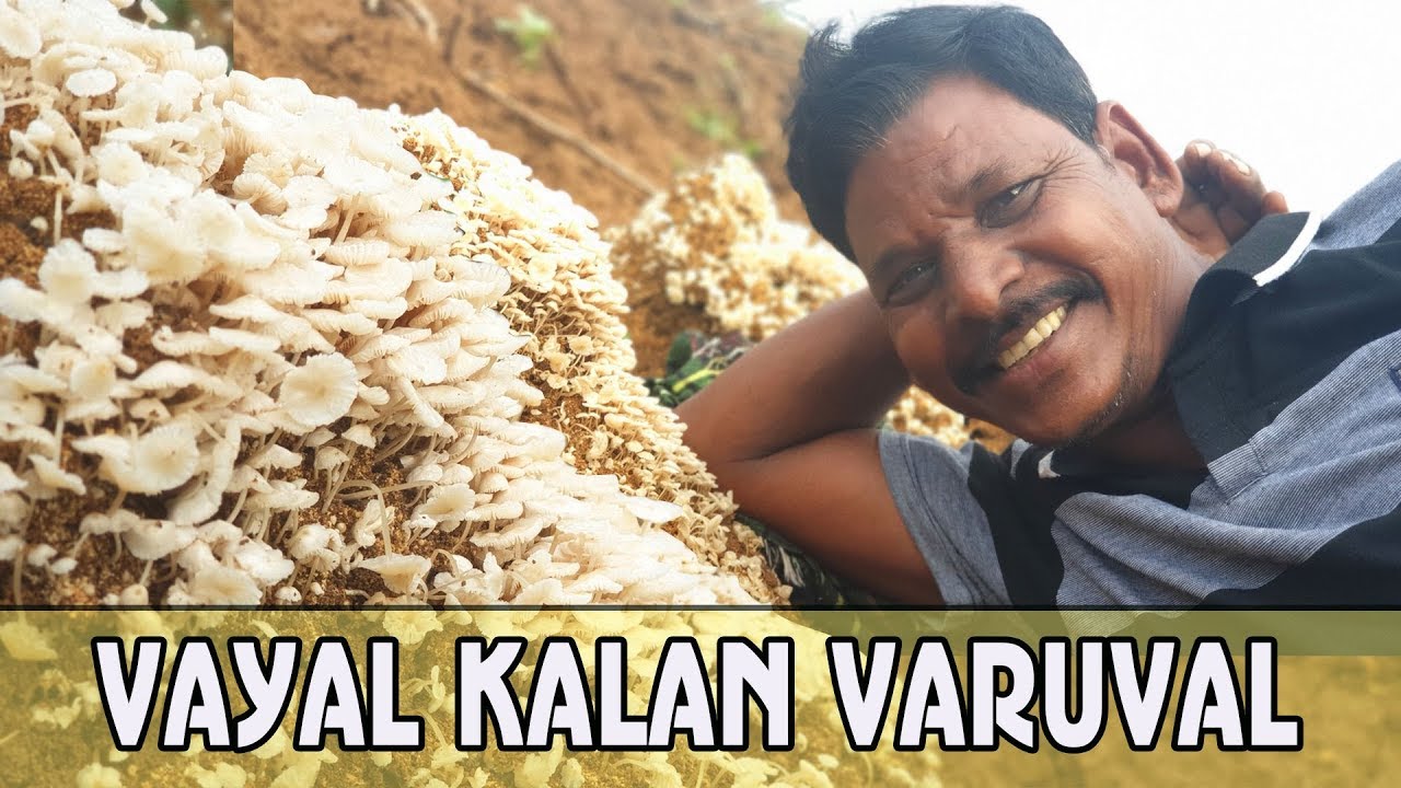 நேற்று பெய்த மழையில் இன்று முளைத்த காளான் தொக்கு | Finding Mushroom & Cooking | பாரம்பரிய  சமையல்