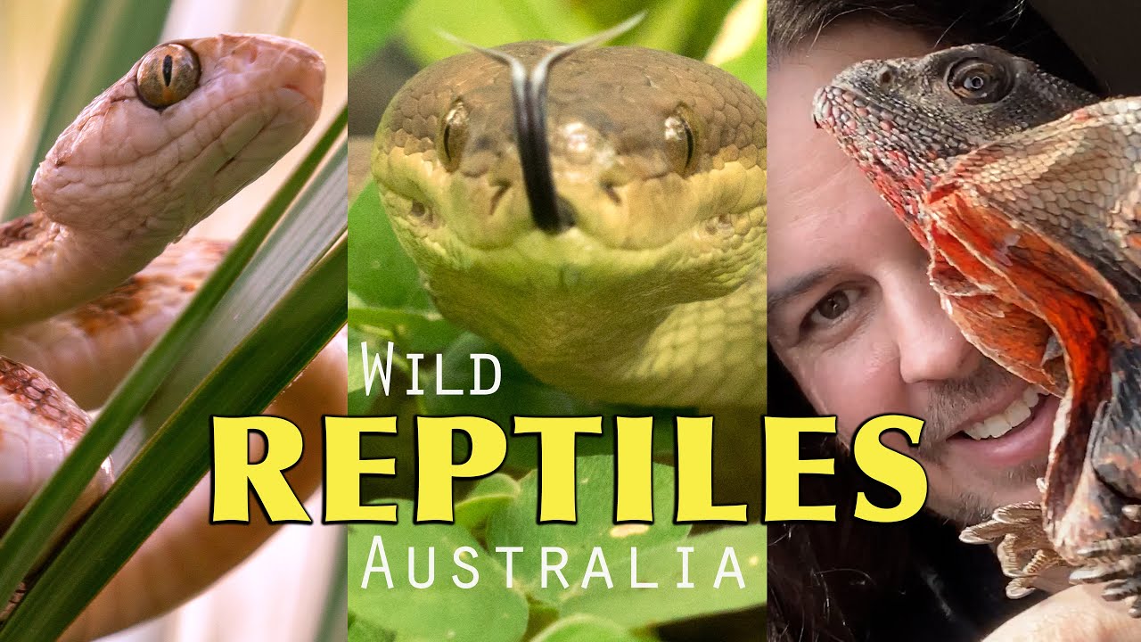 Finding Reptiles in Australia - Northern Territory Gems