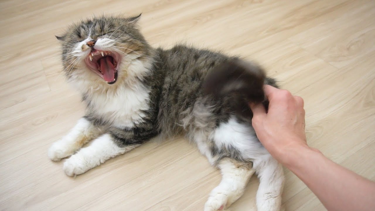 How To Enable Cat's Cute Mode - Don't Try With Ferocious Cats😈