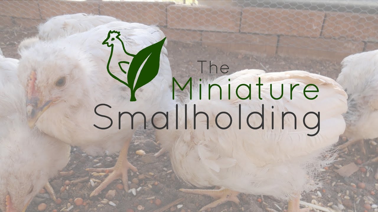 The Miniature Smallholding
