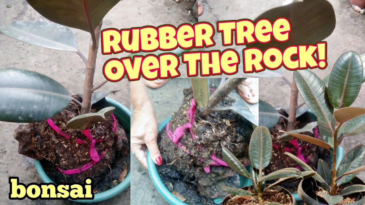 BONSAI SA BATO RUBBER TREE! Black Prince Ficus Elastica |ERNA MACOG