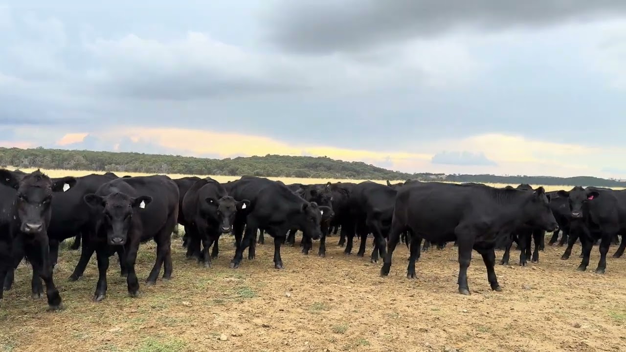 64 Feeder Steers 