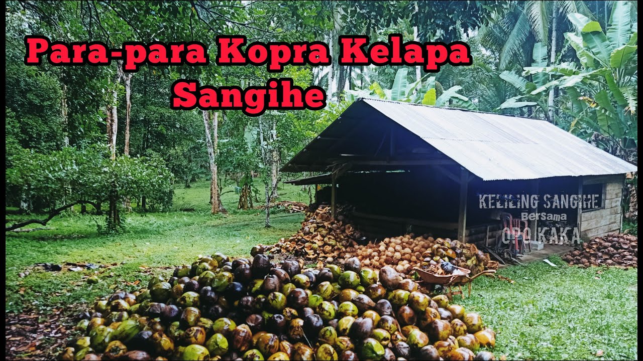 Kopra Kelapa - Sangihe || Keliling Sangihe Bersama Opo Kaka