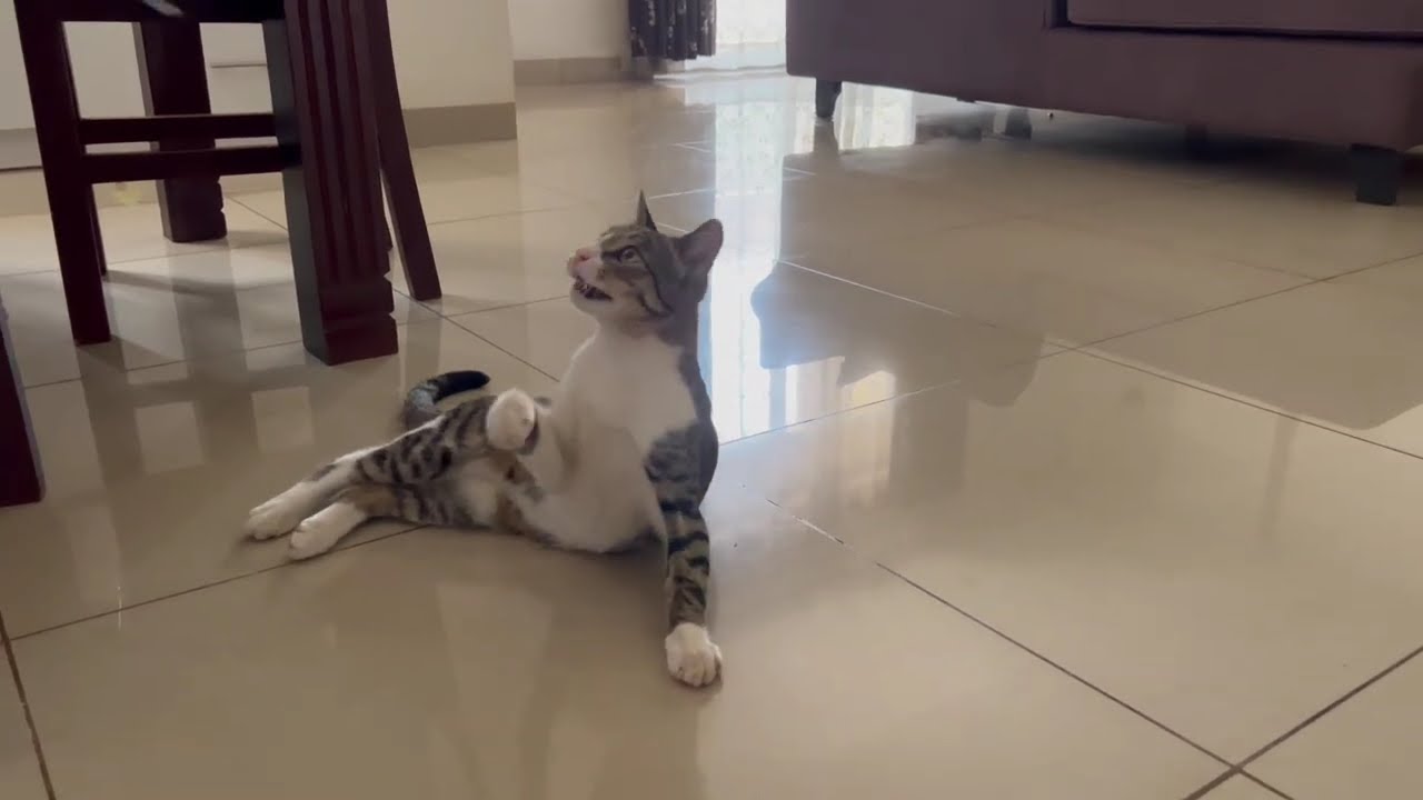 😍🥰Playtime with tuffy #cat #cute #youtubeshorts