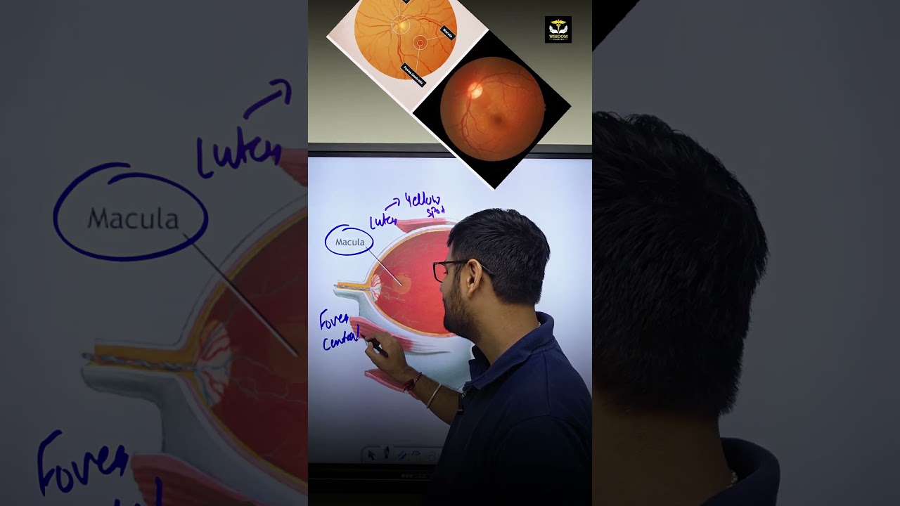 What is the Yellow Spot on Macula Lutea? | Eye Anatomy Explained by Nitin Sir