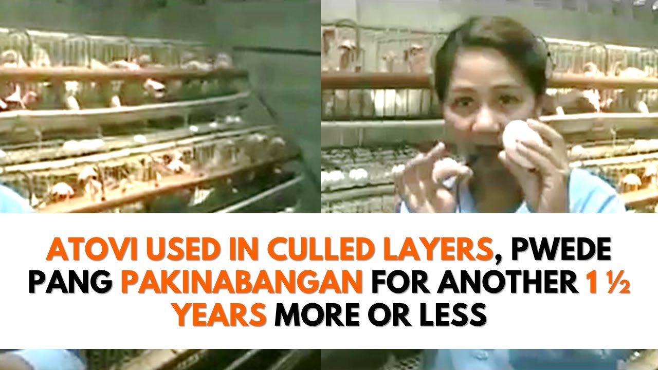Atovi used in Culled Layers, Pwede Pang Pakinabangan for another 1 1/2 yrs. more or less | Demo Farm
