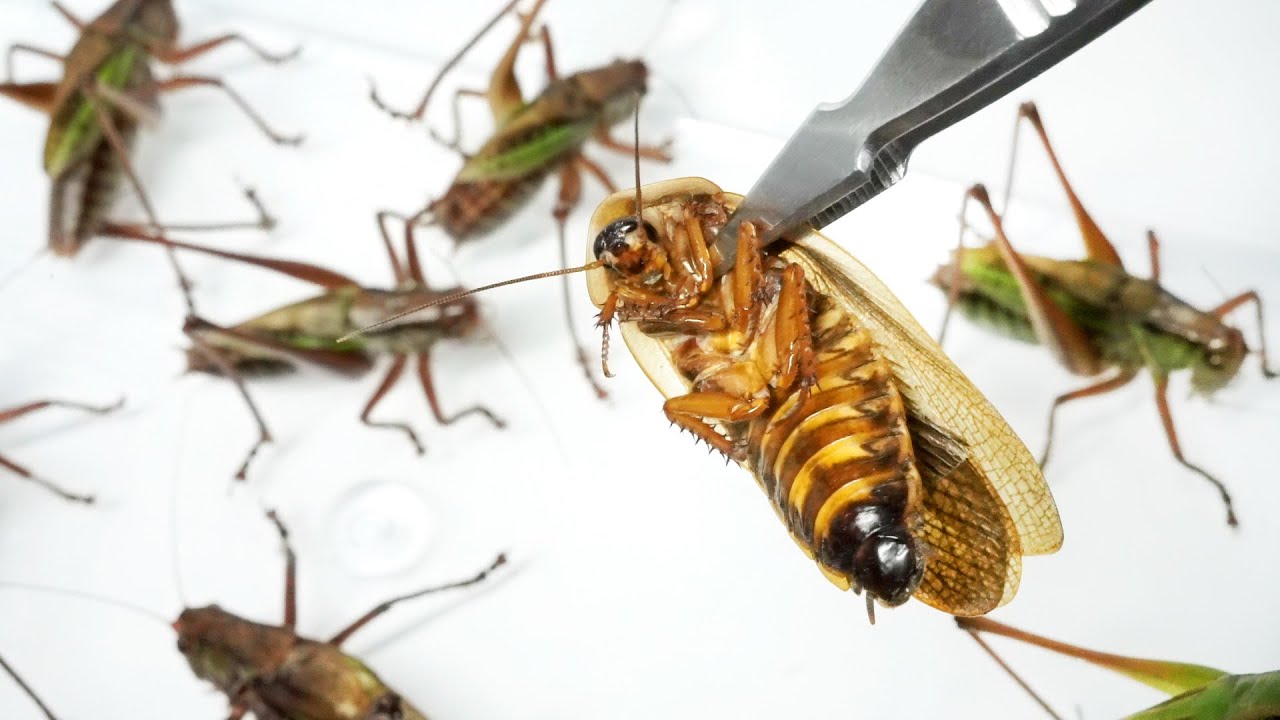 【閲覧注意】大量のキリギリスにゴキブリを落とすと…