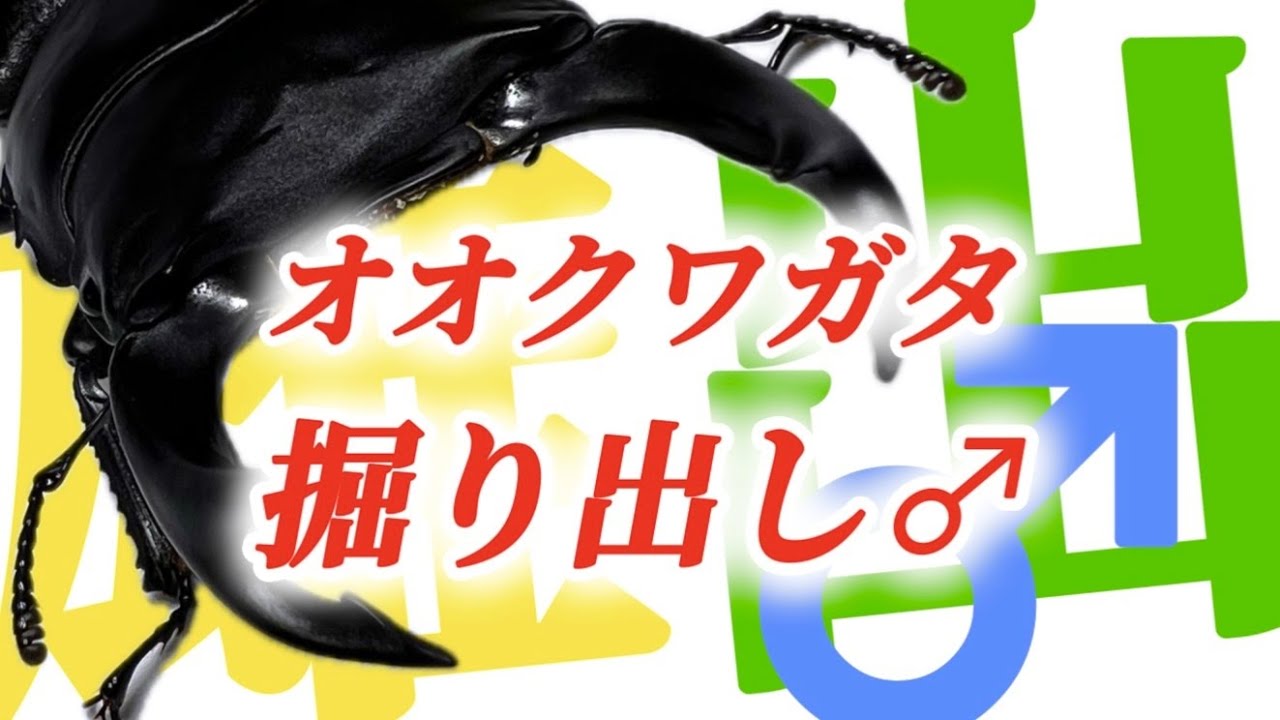 【オオクワガタ】常温飼育のオオクワガタを掘り出す♂