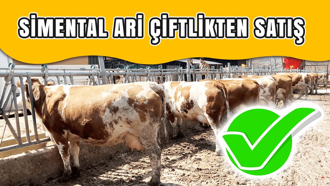 SİMENTAL ARİ ÇİFTLİKTEN SATIŞ | Eşref Şekerli
