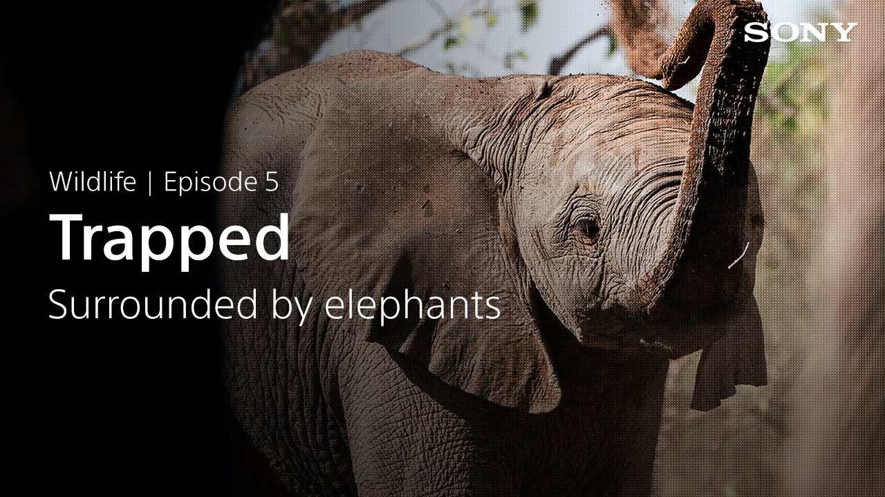 Why We Shoot - Wildlife - #5: Trapped with the Elephants