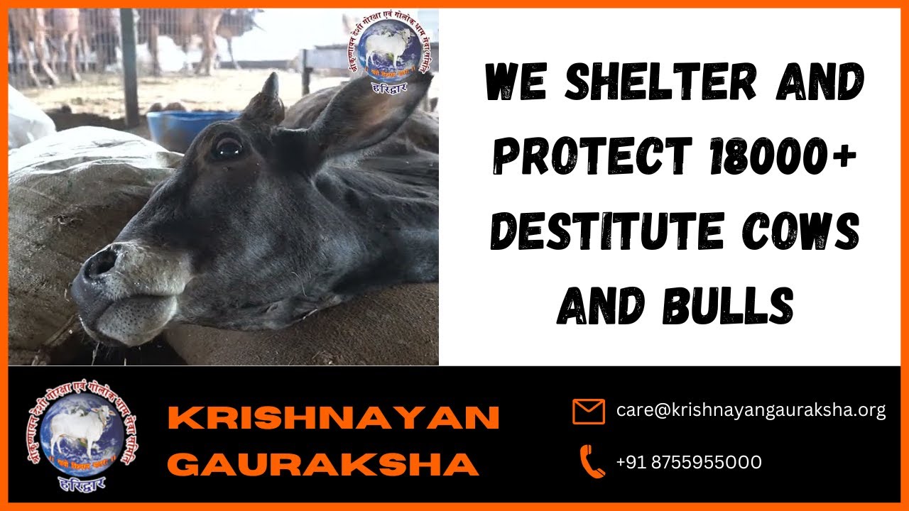 We shelter and protect 21000+ destitute cows and bulls ꠰ Krishnayan Gauraksha