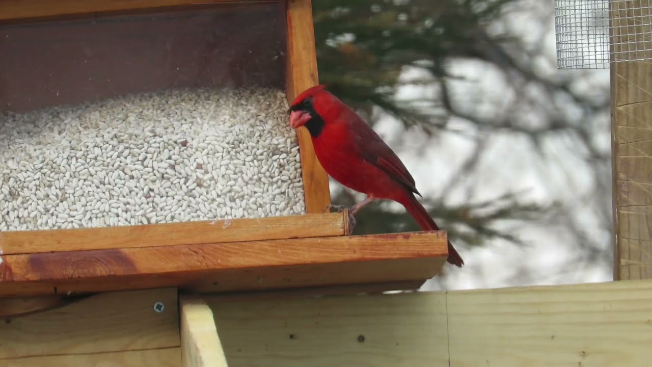 How to attract Northern Cardinals - Basic Tips
