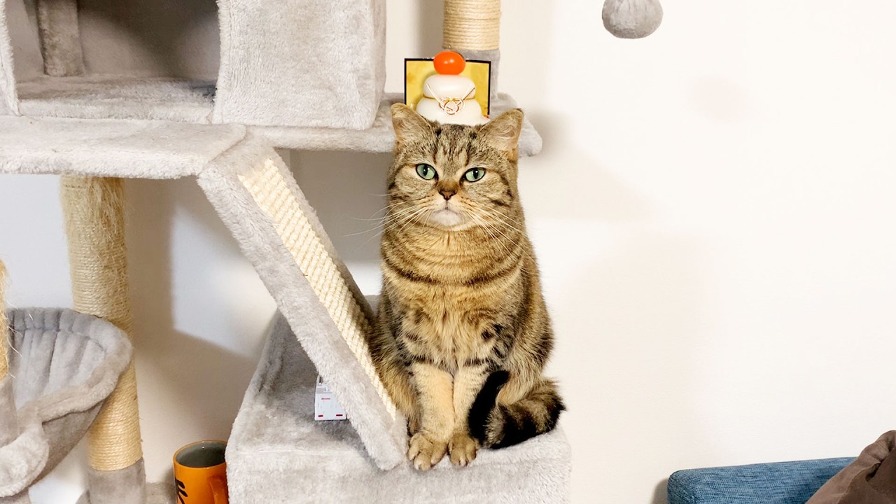 【鏡餅ねこ】お正月セットしたら“神々しい貫禄”になった猫がこちら #810【生後2年と192日目 スコティッシュフォールド】