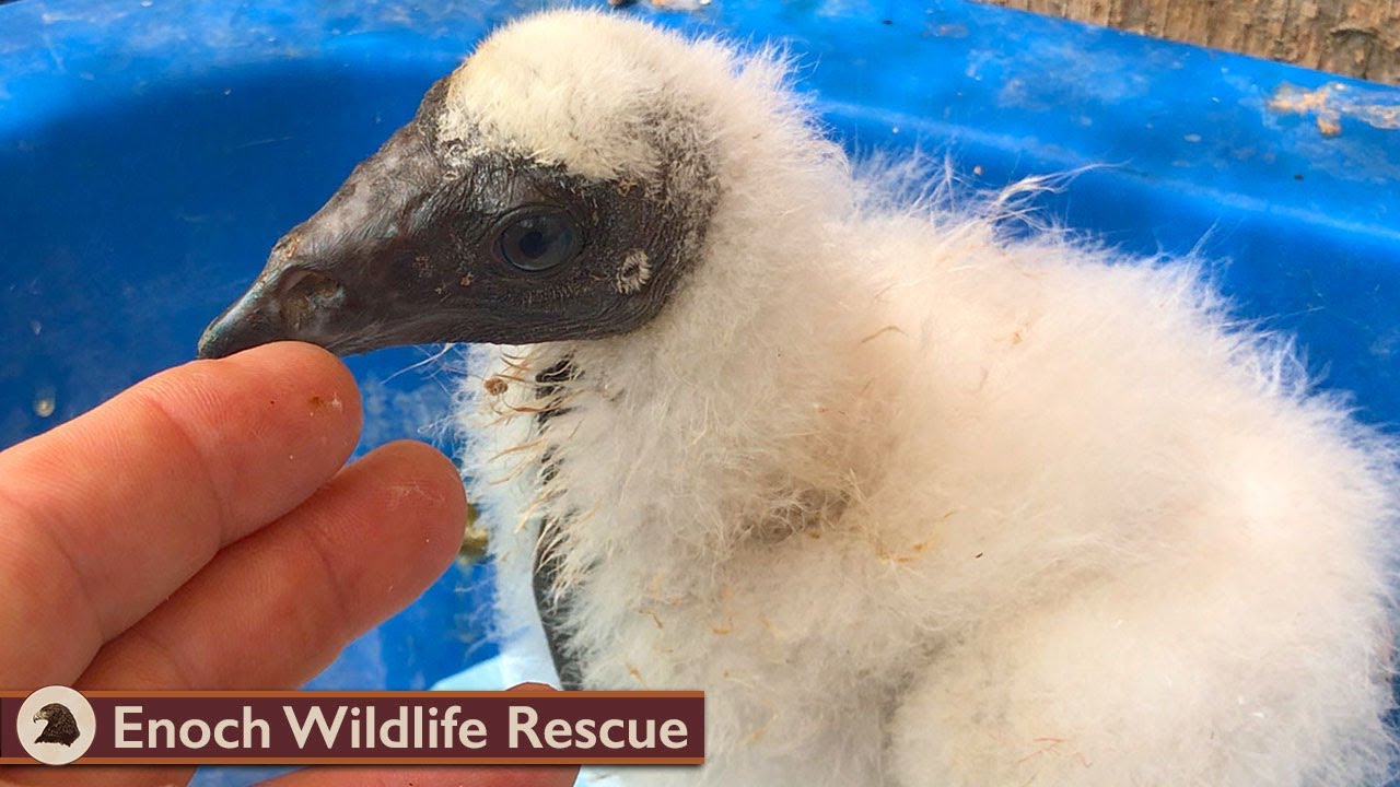 Raising a Baby Turkey Vulture | A New Experience for Martin