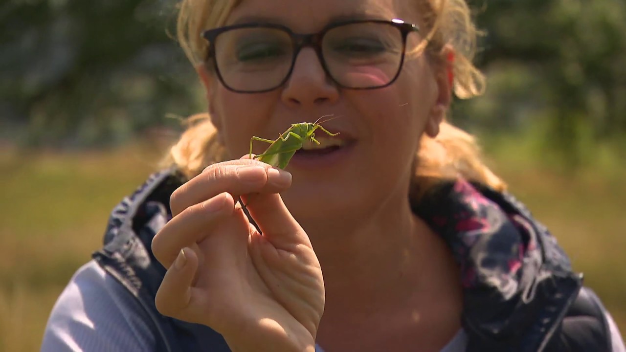 Gasztroangyal 33. rész – Erdővidék (2018)