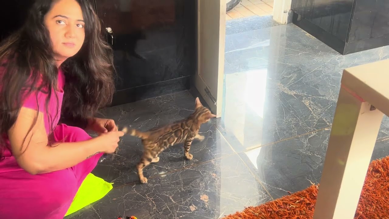 പൂച്ചയ്ക്ക് ആരു മണികെട്ടും #cat #bengalcat #kitten 