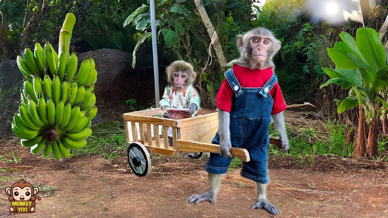 Monkey YiYi leads monkey Yumy to harvest bananas to bring to Un In
