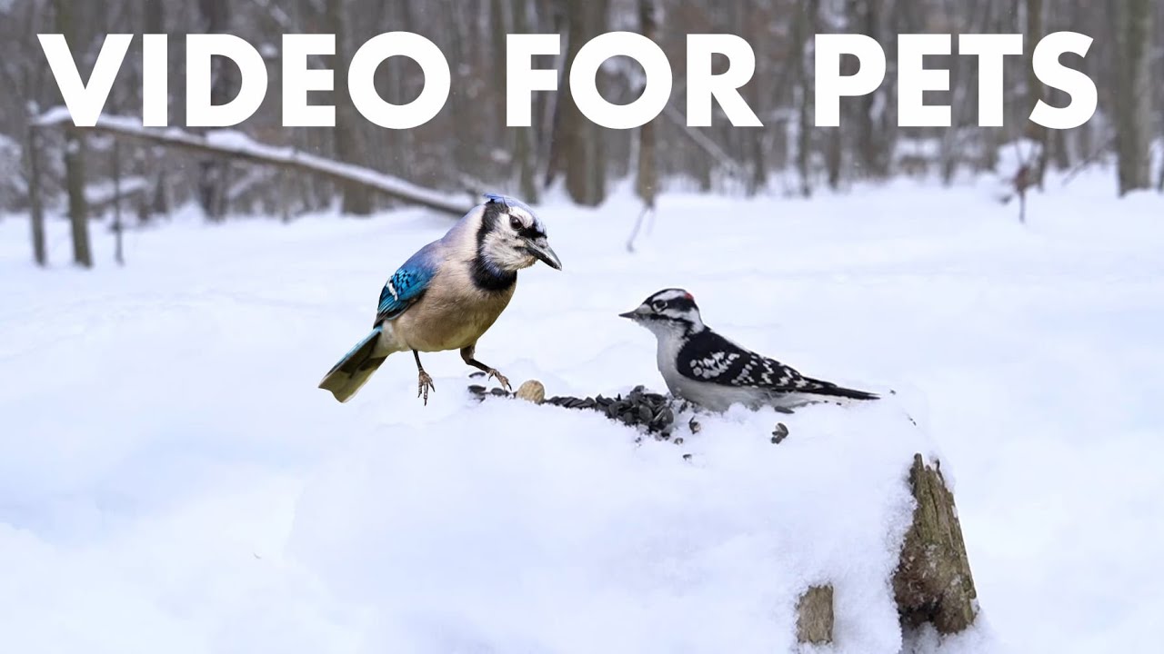 Cat TV for Pets to Watch 🐱 - 10 Hours of Birds and Squirrels in a Snowy Forest - Feb 09, 2026