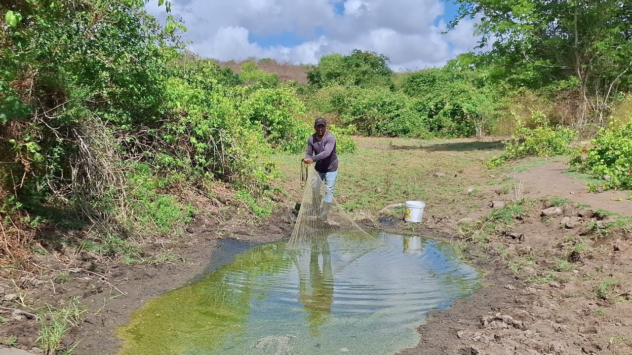  Olho d'água quase seco na caatinga, mas com muito peixe, veja que incrível 