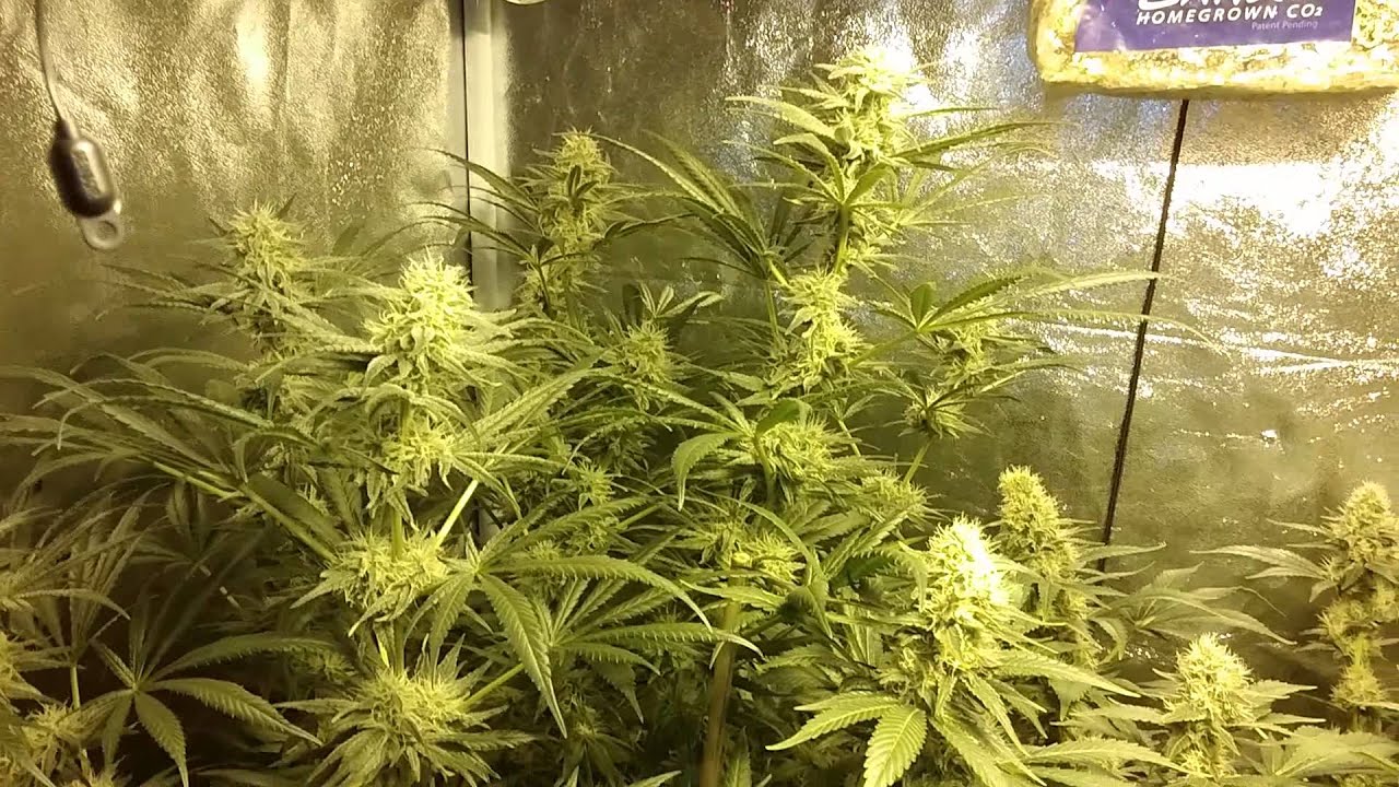 Science Guys White Widow N Company week 6 flower
