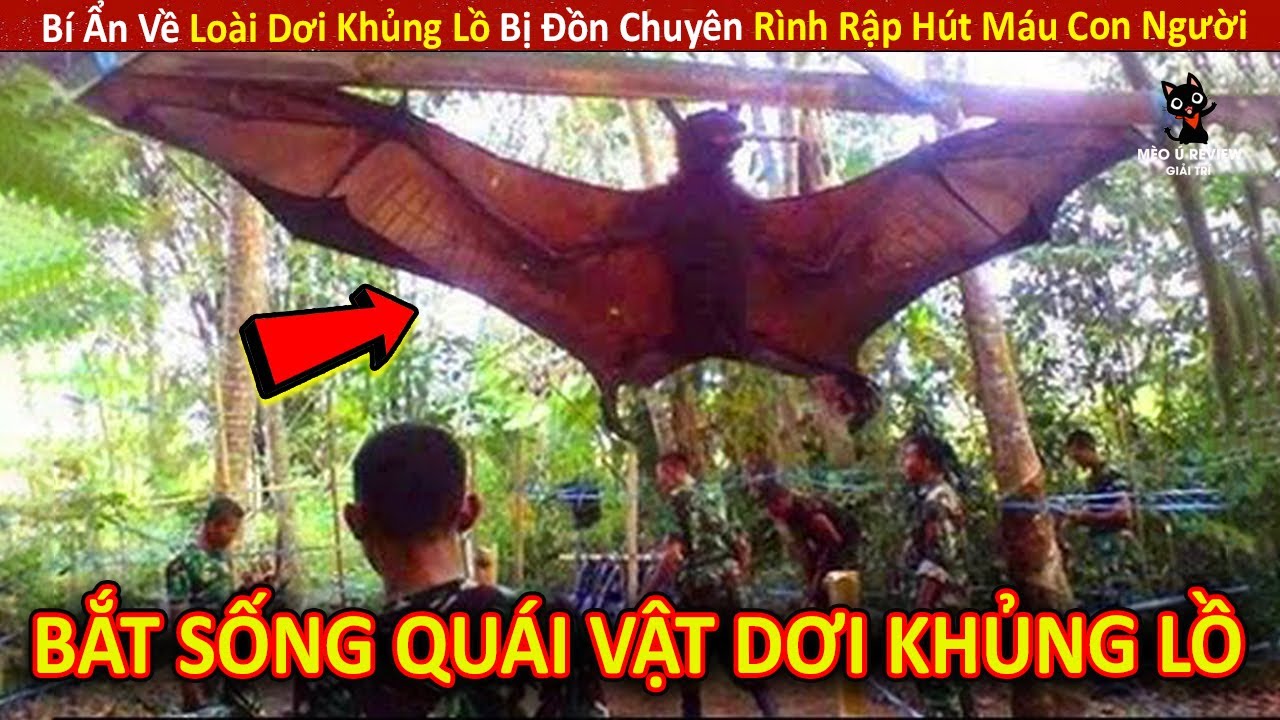 Bí Ẩn Về Loài Dơi Khủng Lồ Bị Đồn Chuyên Rình Rập Hút M.áu Con Người || Review Giải Trí Đời Sống