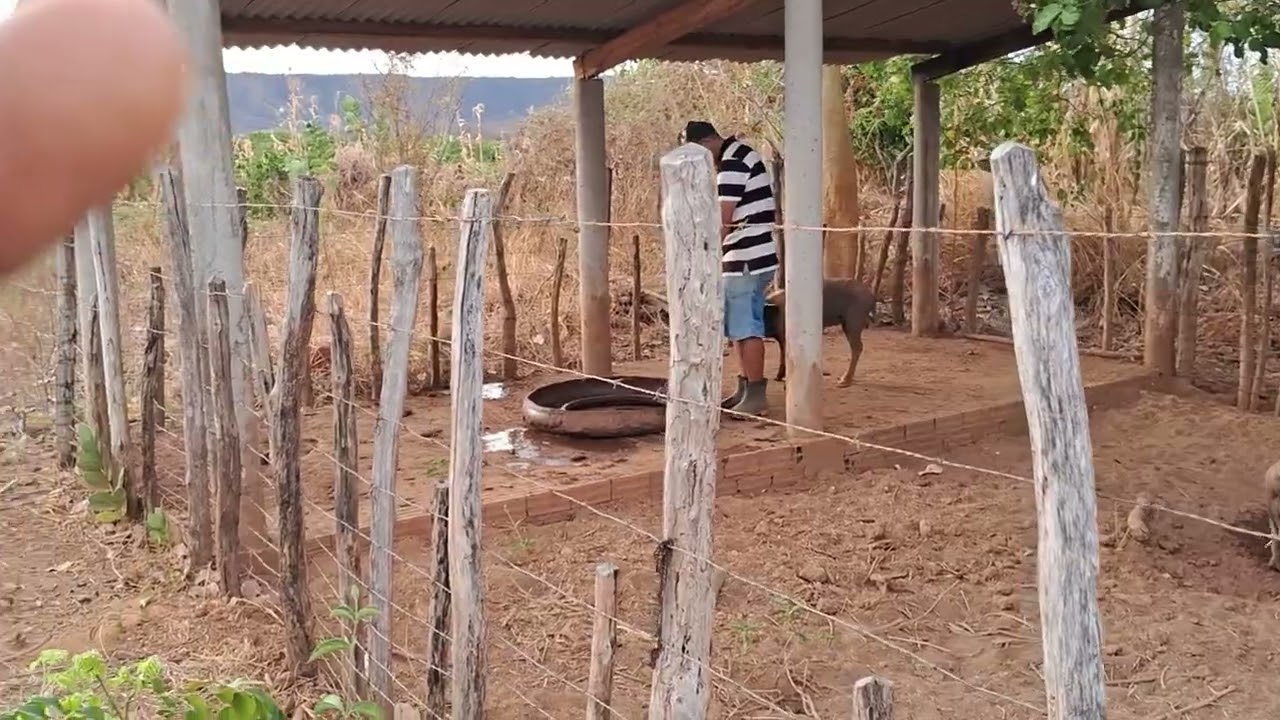Deixei a CIDADE para morar no CAMPO.#vidanocampo #vidanaro&ccedil;a #natureza #morarnaro&ccedil;a
