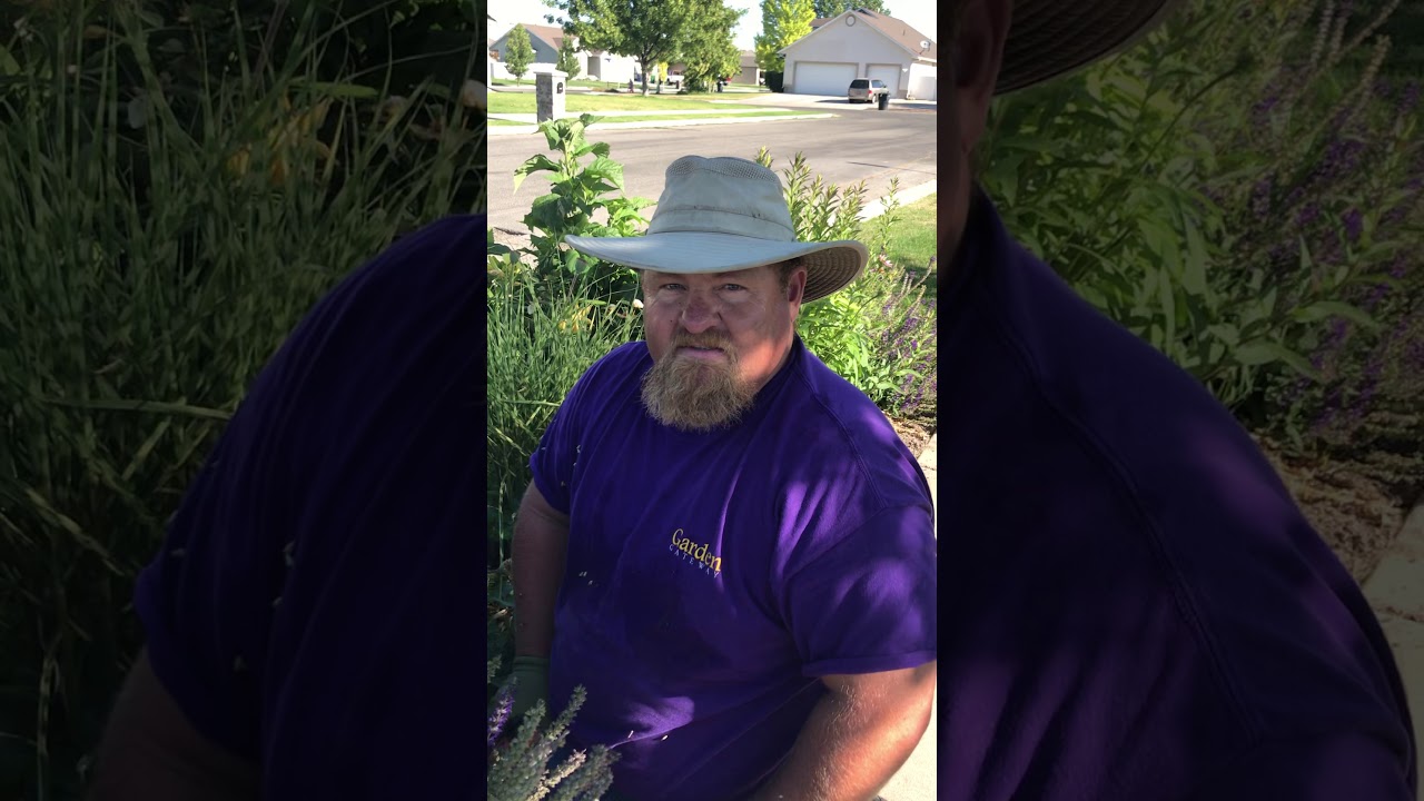 Cutting back perennial salvia in the summer to encourage rebloom IG